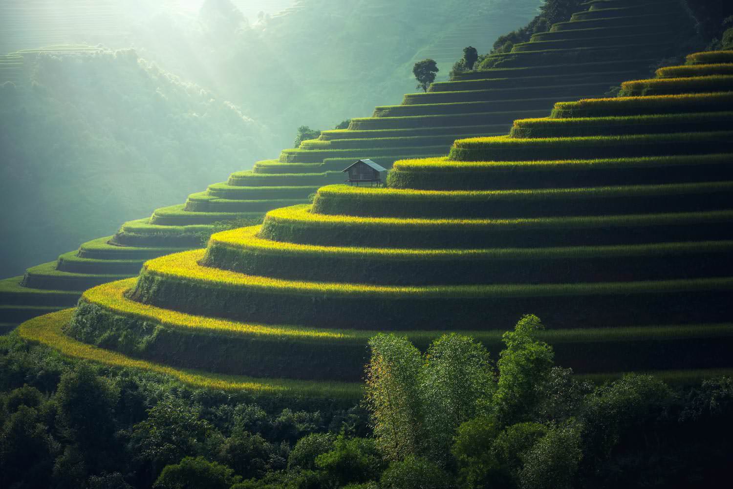 The rice plantation of thailand